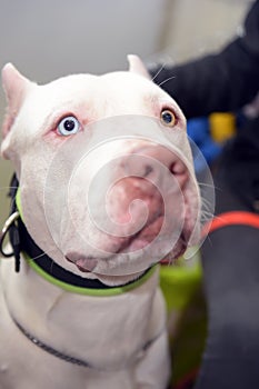 White Pit Bull Terrier