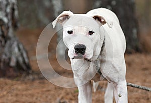 White Pit Bull Terrier and Boxer bulldog mix breed dog outside on a leash