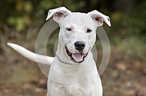 White Pit Bull Terrier mix puppy dog outside wagging tail and panting