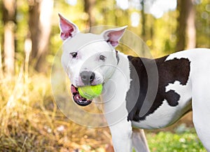 A Pit Bull Terrier mixed breed dog holding a ball in its mouth