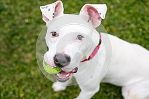 A white Pit Bull Terrier mixed breed dog holding a ball