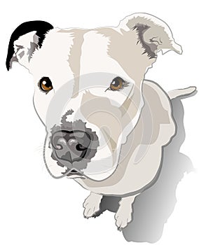 White Pit bull Terrier Puppy Looking at Viewer