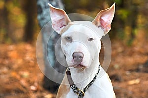 White Pitbull and Cattledog female mix puppy with large pointy erect ears