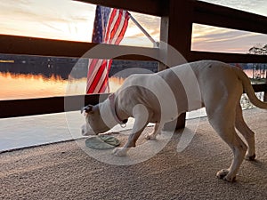 White Pitbull Dog on a balcony looking at Lake Monticello