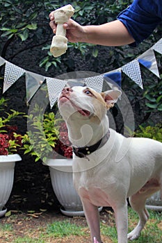 White pitbull dog with brown spot playing in the garden