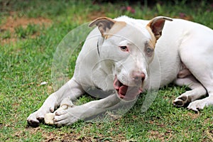 White pitbull dog with brown spot playing in the garden