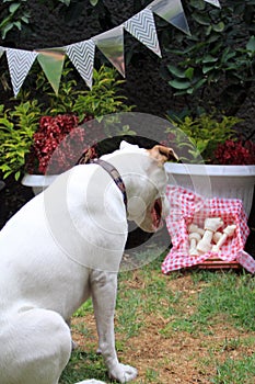 White pitbull dog with brown spot playing in the garden