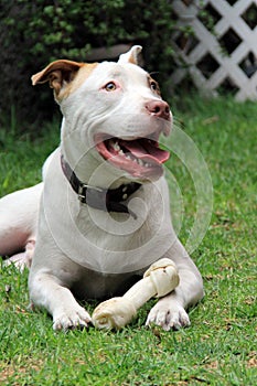 White pitbull dog with brown spot playing in the garden