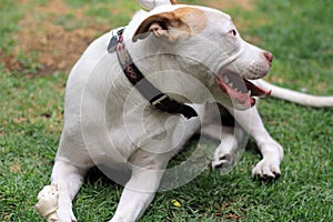 White pitbull dog with brown spot playing in the garden