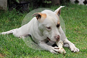 White pitbull dog with brown spot playing in the garden