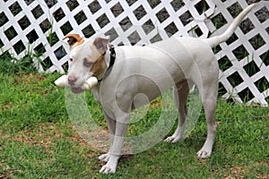 White pitbull dog with brown spot playing in the garden