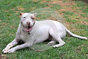 White pitbull dog with brown spot playing in the garden