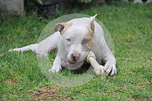 White pitbull dog with brown spot playing in the garden