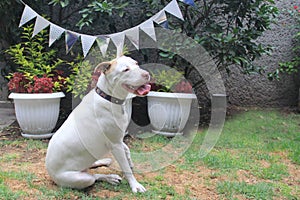 White pitbull dog with brown spot playing in the garden
