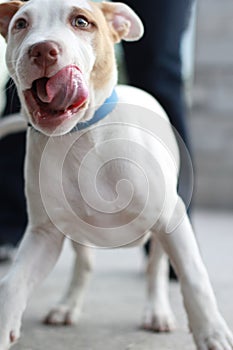 White pitbull dog with brown spot playing in the garden