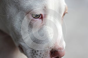 White pitbull dog with brown spot playing in the garden