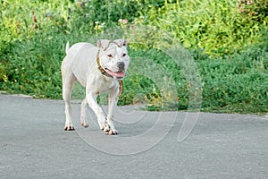 A white pitbull dog running along the way while walking_