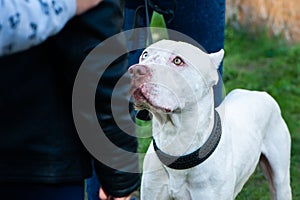 White pitbull with eyes of different colors, Exhibition