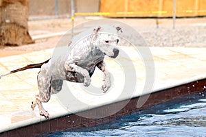 White pitbull jumping in the swimming pool off the side