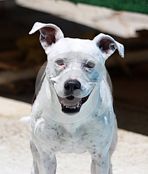 White Pitbull smiling and posing for portrait