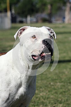 White Pitbull smiling in a profile portrait