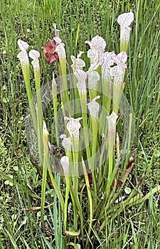 The white Pitcher Plant and grass in the background