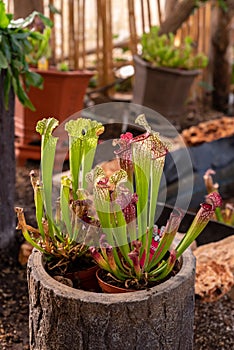 White Pitcher plant, Trumpet Pitcher, Sarracenia, carnivorous plant in a pot