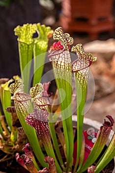 White Pitcher plant, Trumpet Pitcher, Sarracenia, carnivorous plant in a pot