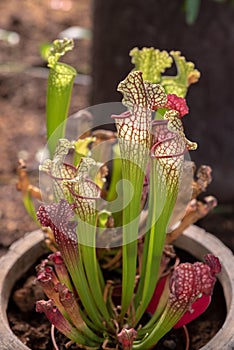 White Pitcher plant, Trumpet Pitcher, Sarracenia, carnivorous plant in a pot