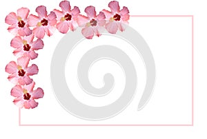 White Placecard Bordered in Pink Flowers