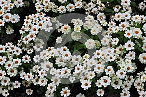 White plains blackfoot daisy
