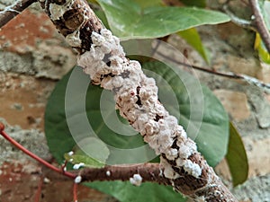 The white Planococcus citri pest sticks to tree branches. This pest damages plants photo