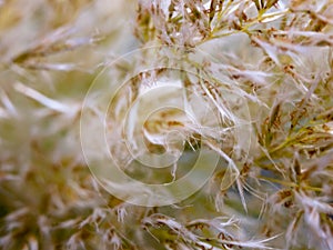 White plant leaf texture macro detail background