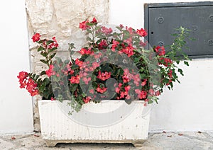 A white planter with Begonias on a street in the village of Locorotondo, southern Italy