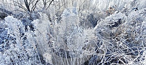 White plants and branches covered with frost. Herbs as white lace. Sunny frosty morning.