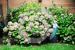 White plants and flowers, autumn background