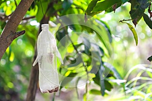 White plastic bottle insect trap hanging on tree in fruit farm ,  handmade recycling background