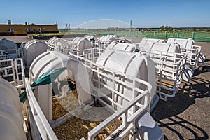 White plastic calfhutch on straw. Little calf standing in cage in livestock barn on daity farm. Cattle breeding, taking care of