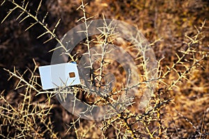 White Plastic Card Lies Among Dry Thorns. The Concept Of Paying For Nature And Green Economy.