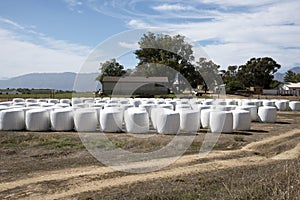 White plastic covered bales on a farm photo
