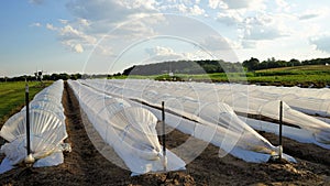 White plastic row covers in field