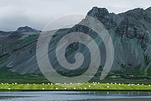 White plastic silage bales with hay on green grass hill near lake in Iceland