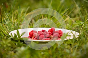 White plate full of organic raspberries on green grass background. Summer snack. Delicious berries as summer food