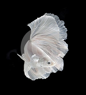 White Platt Platinum Fish .White siamese fighting fish, betta fish isolated on black background. .