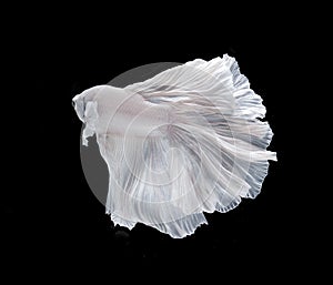 White Platt Platinum Fish .White siamese fighting fish, betta fish isolated on black background.