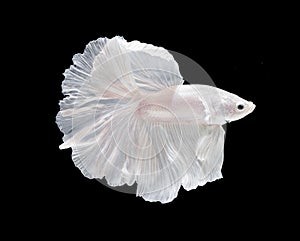 White Platt Platinum Fish .White siamese fighting fish, betta fish isolated on black background.