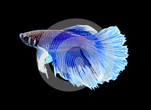 White Platt Platinum Siamese Fighting Fish .White siamese fighti