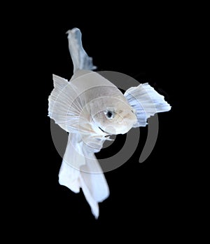 White Platt Platinum Siamese Fighting Fish .White siamese fighti