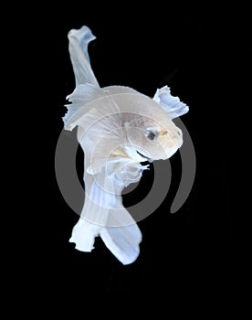 White Platt Platinum Siamese Fighting Fish .White siamese fighti