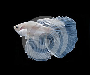 White Platt Platinum Siamese Fighting Fish .White siamese fighti